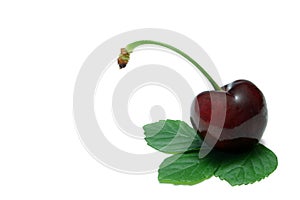 Single Black Cherry