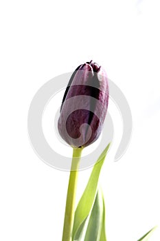 single Black gotic tulips on white background