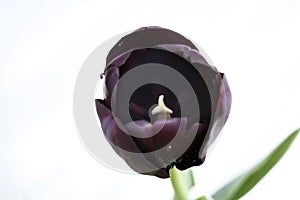 single Black gotic tulips on white background