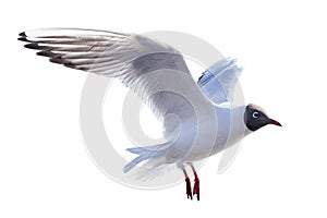 Single black-head isolated white seagull photo