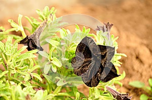 A single black petunia in a garden