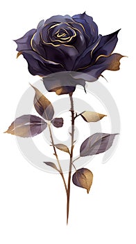 Single black rose with decorative gold painted elements delicate and elegant illustration. Isolated clipart design element