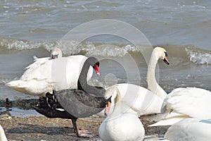 Black and white swans