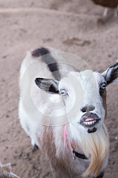 Single black, white and tan, bearded, blue eyes Nigerian dwarf pet goat looking up at camera with evil grin showing teeth, humorou