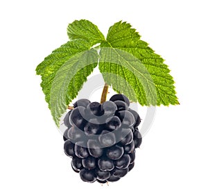 Single blackberry with green leaves