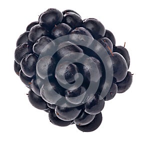 Single blackberry isolated on white