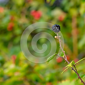 Single Blackberry in My Front Garden