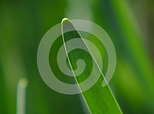 A single blade of grass in close-up