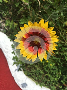 A Single Blanket Flower Blooming in the Grass