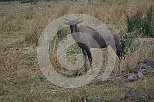 A single blauw wildebeest buck in the Kruger, National, Park.