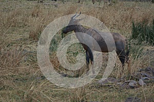 A single blauw wildebeest buck in the Kruger National Park