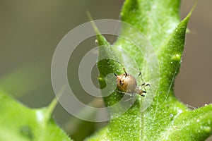 Single bloated aphid mummy on a leaf