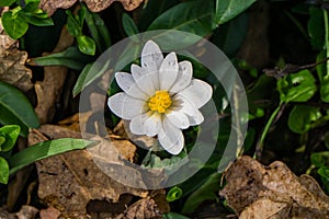 A Single Bloodroot Flower - 2