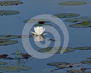 Single bloom, American white water-lily in Caddo Lake near Uncertain, Texas.