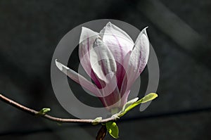 Single bloom of magnolia on a tree branch, delicate, pink and white, spring background