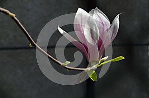 Single bloom of magnolia on a tree branch, delicate, pink and white, spring background