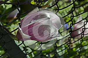 Single bloom of magnolia on a tree branch, delicate, pink and white, spring background