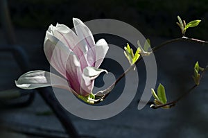 Single bloom of magnolia on a tree branch, delicate, pink and white, spring background