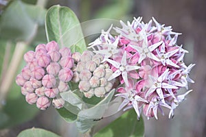 Single Bloom In Meadow Of Beautiful Pink Blooming Milkweed Plants Asclepias speciosa