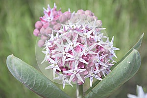 Single Bloom In Meadow Of Beautiful Pink Blooming Milkweed Plants Asclepias speciosa