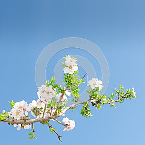Single blooming branch of apple tree against spring blue sky