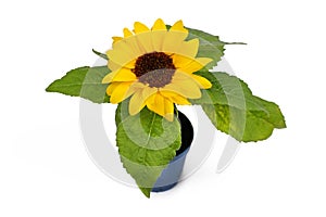 Single blooming `Helianthus Annuus` Sunflower on white background