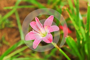 Single Blooming pink Zephyranthes rosea with rain drop