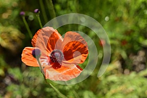 Single blooming red wild poppy flower with bud on a blurry background of a green field . Macro. Symbol of memory,