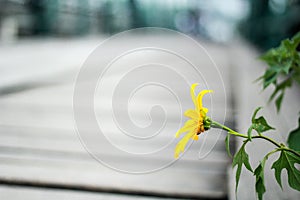 A single blooming sunflower