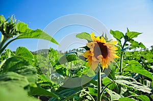 Single blooming Sunflower in the field of green in wonderful sunny summer day at background of blue sky.