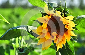 Single blooming Sunflower in the field of green in wonderful sunny summer day at background of blue sky.