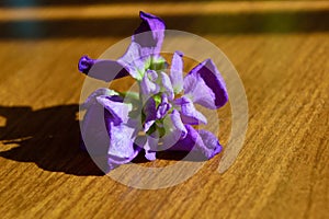 Single blossom closeup purple hoary stock matthiola incana