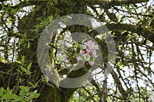 A single blossom on a hundred year old apple tree