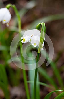Single blossom of spring snowflake  leucojum vernum blooming in early spring in alpine valley in South Tyrol, Italy