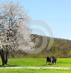 Single blossoming lonely tree with two cows near it