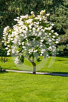 Single blossoming tree in garden