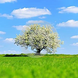 Single blossoming tree in spring