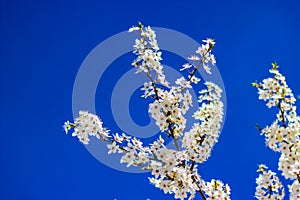 Single blossoming tree in spring