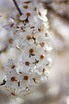 Single blossoming tree in spring