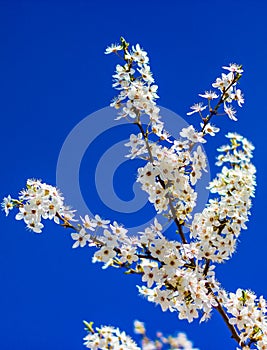 Single blossoming tree in spring