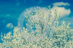 Single blossoming tree in spring