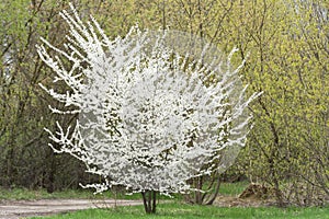 Single blossoming tree in spring.