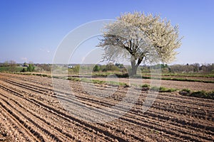 Single blossoming tree in spring