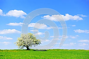 Single blossoming tree in spring