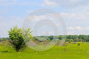 Single blossoming tree on spring meadow