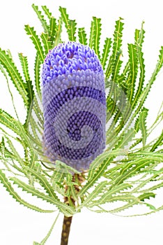 Single blue banksia flower