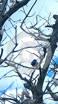 Single blue bird perched on a bare branch