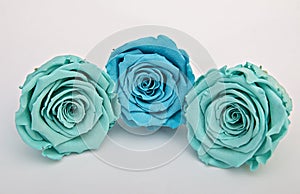 Blue and turquoise roses isolated on white