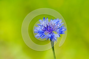 Close up of blue Cornflower on green background
