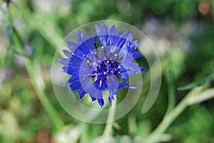 Single blue Cornflower (Centaurea cyanus) photo